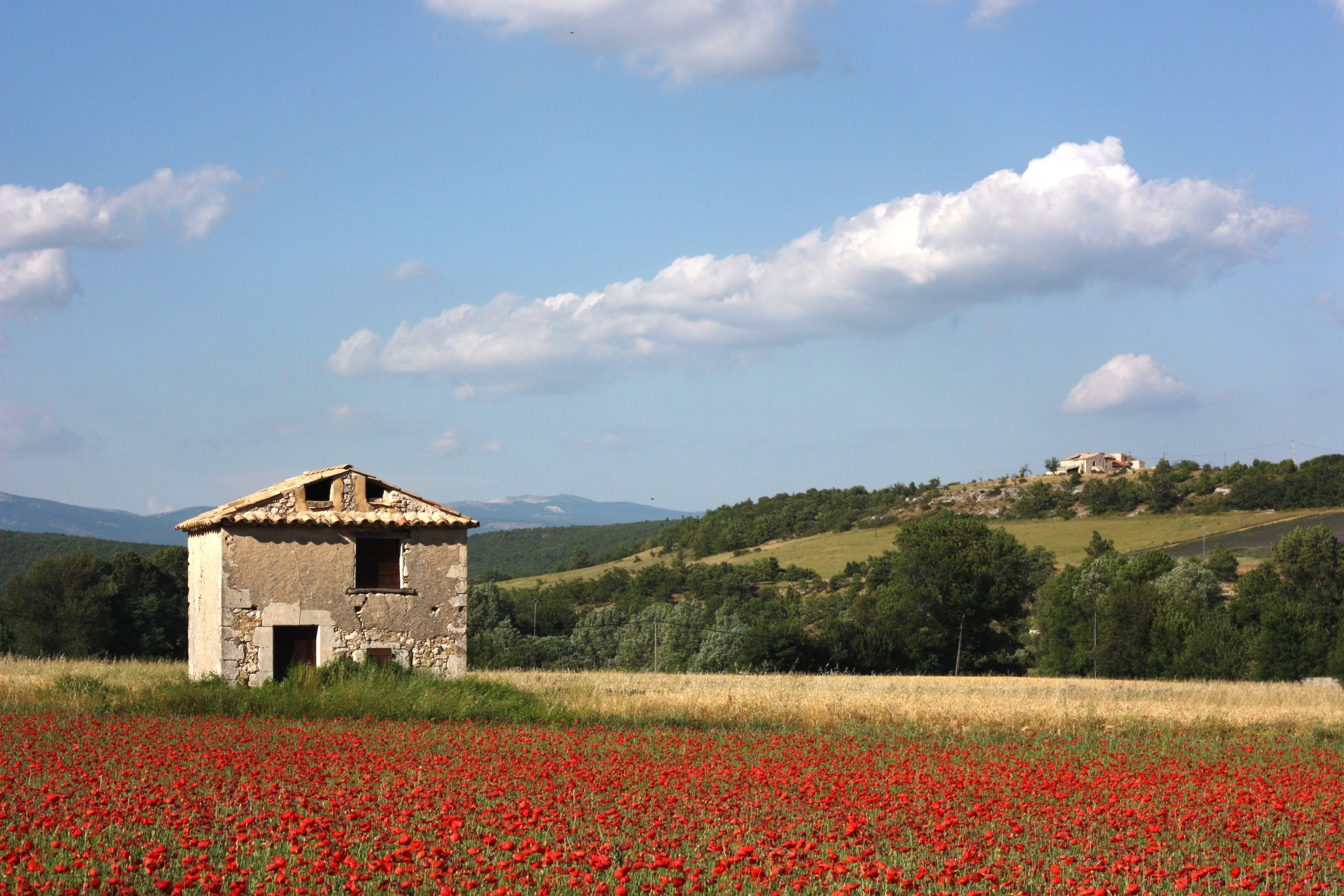 environnement naturel du domaine cassan en Provence : coquelicots et collines